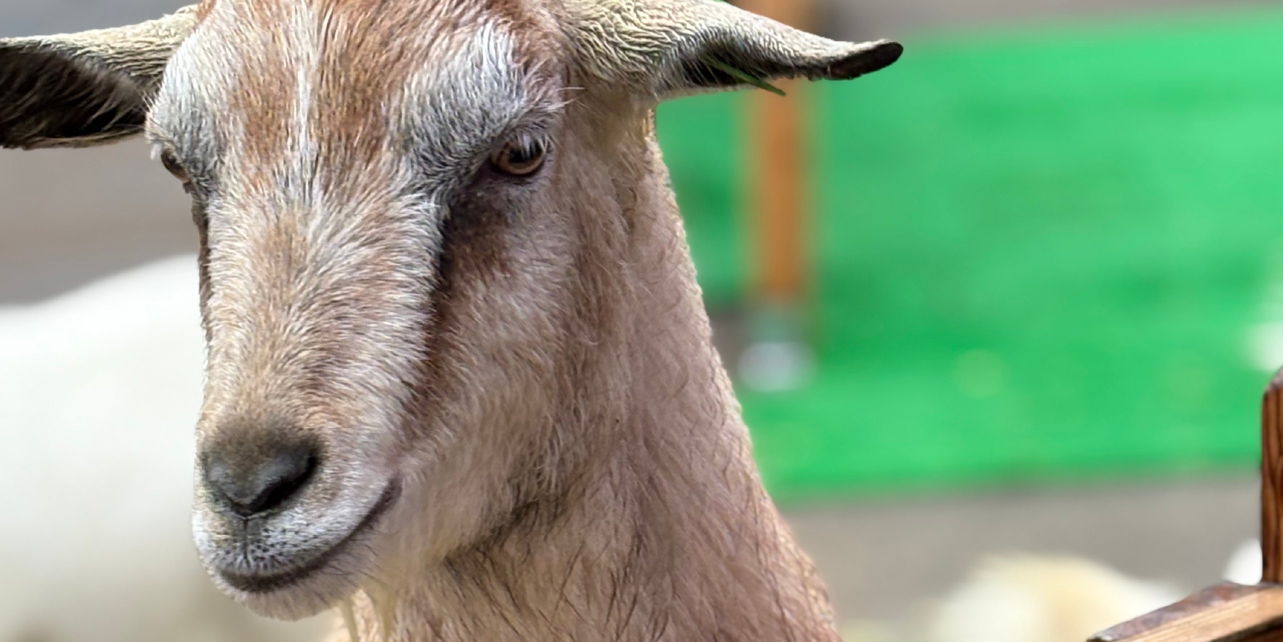 村で生き物を飼うこと